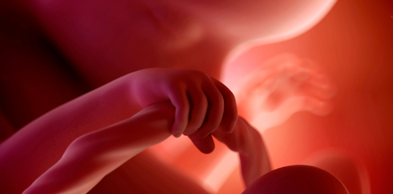Pregnancy baby in womb holdin onto placenta